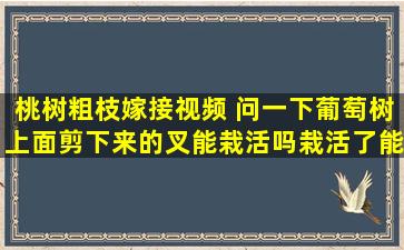 桃树粗枝嫁接视频 问一下葡萄树上面剪下来的叉能栽活吗栽活了能接葡萄吗